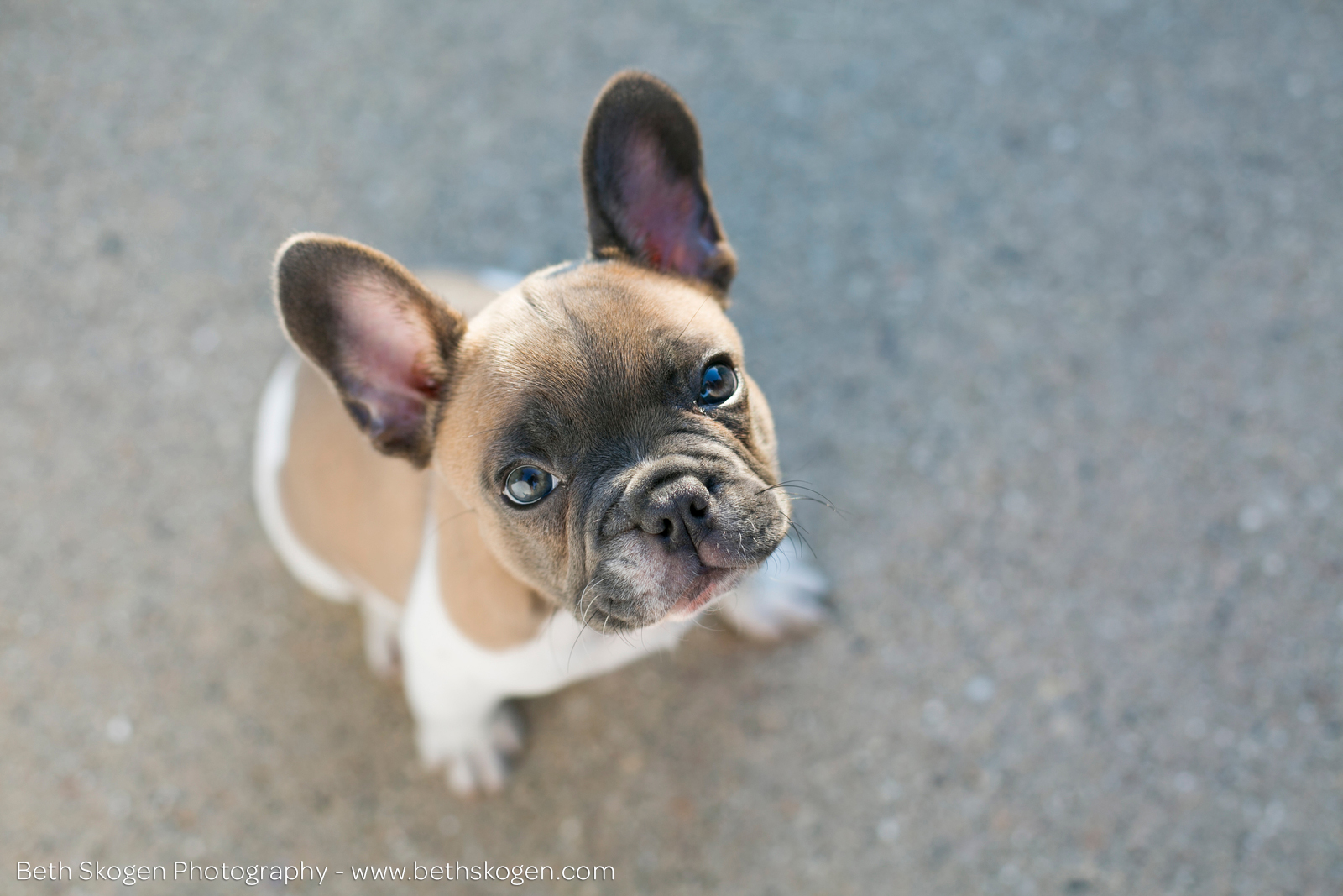Otis the French Bulldog Puppy Beth Skogen Photography